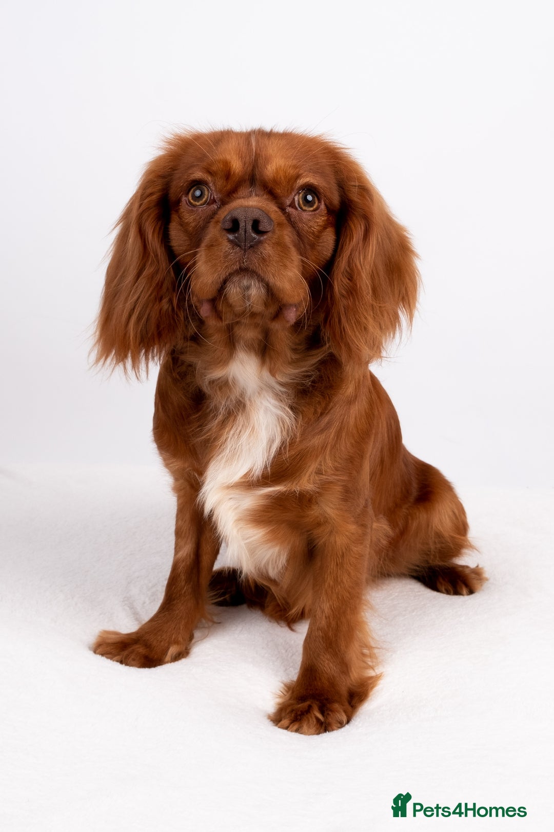 Cavalier King Charles Spaniel dogs for stud: KC REG EXTENSIVELY HEALTH TESTED CHOC RUBY STUD  in Hoddesdon - Image 11