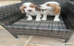 Cocker Spaniel dogs for sale: OUT STANDING  GORGEOUS SHOW TYPE COCKER SPANIEL  - Image 2