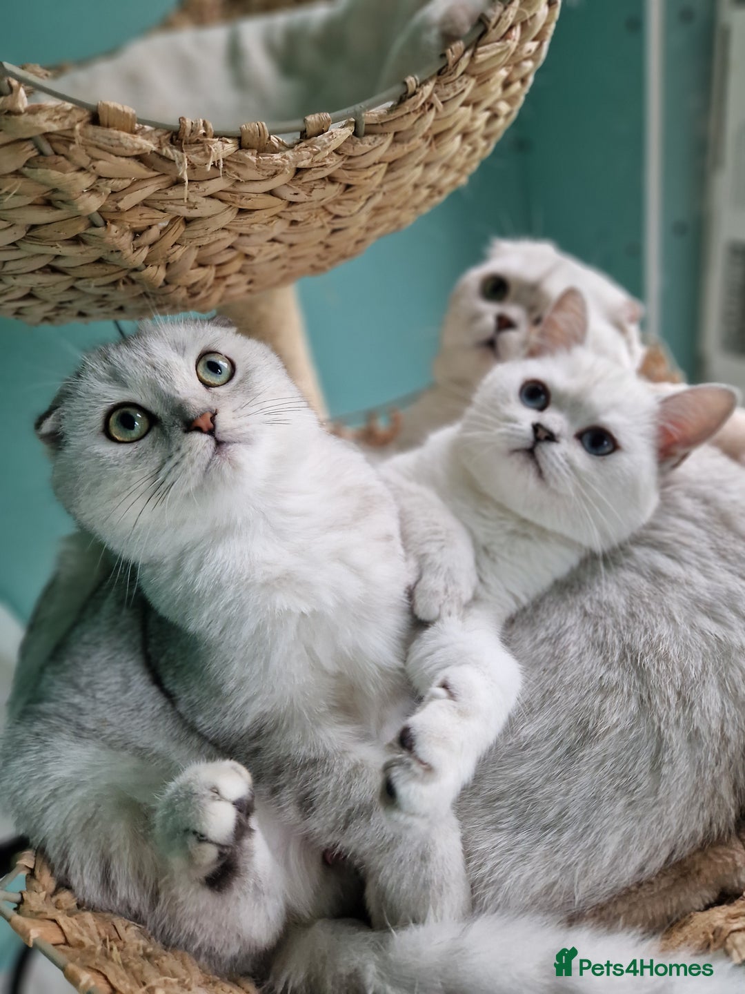 Scottish Fold cats for sale:  Scottish fold kitten looking so a Sweet home💖 - Image 24