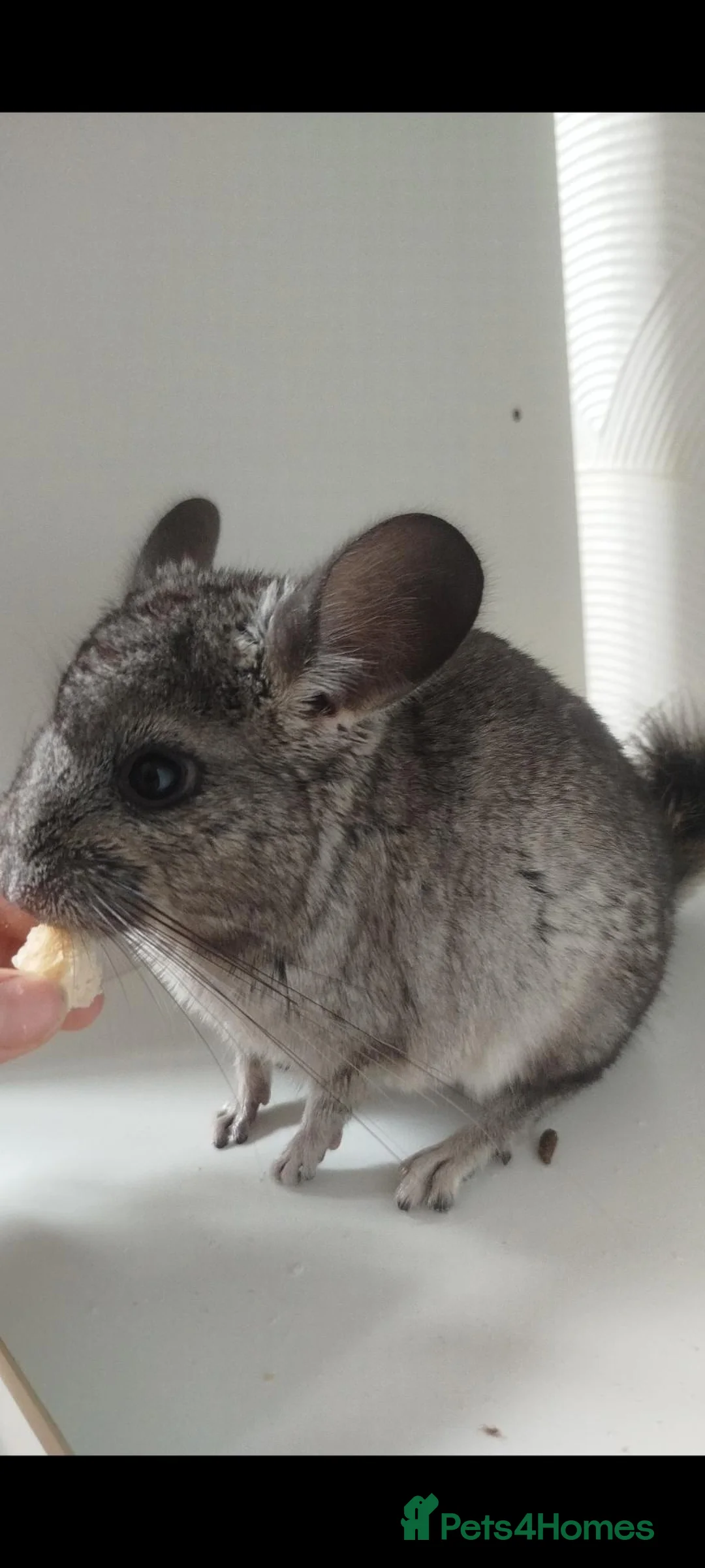 Chinchilla rodents for sale: Gorgeous chinchilla for sale - Advert 2