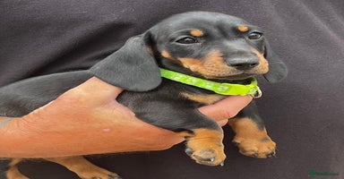 Miniature Dachshund dogs - Advert 7