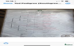 Labrador Retriever dogs for sale: Plump little Red Labrador Puppies! - Image 8