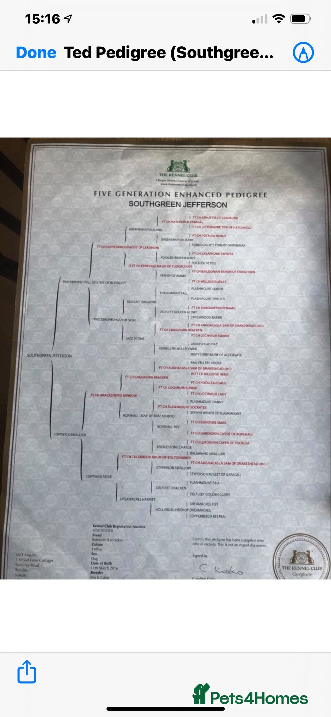 Labrador Retriever dogs for sale: Plump little Red Labrador Puppies! - Image 8