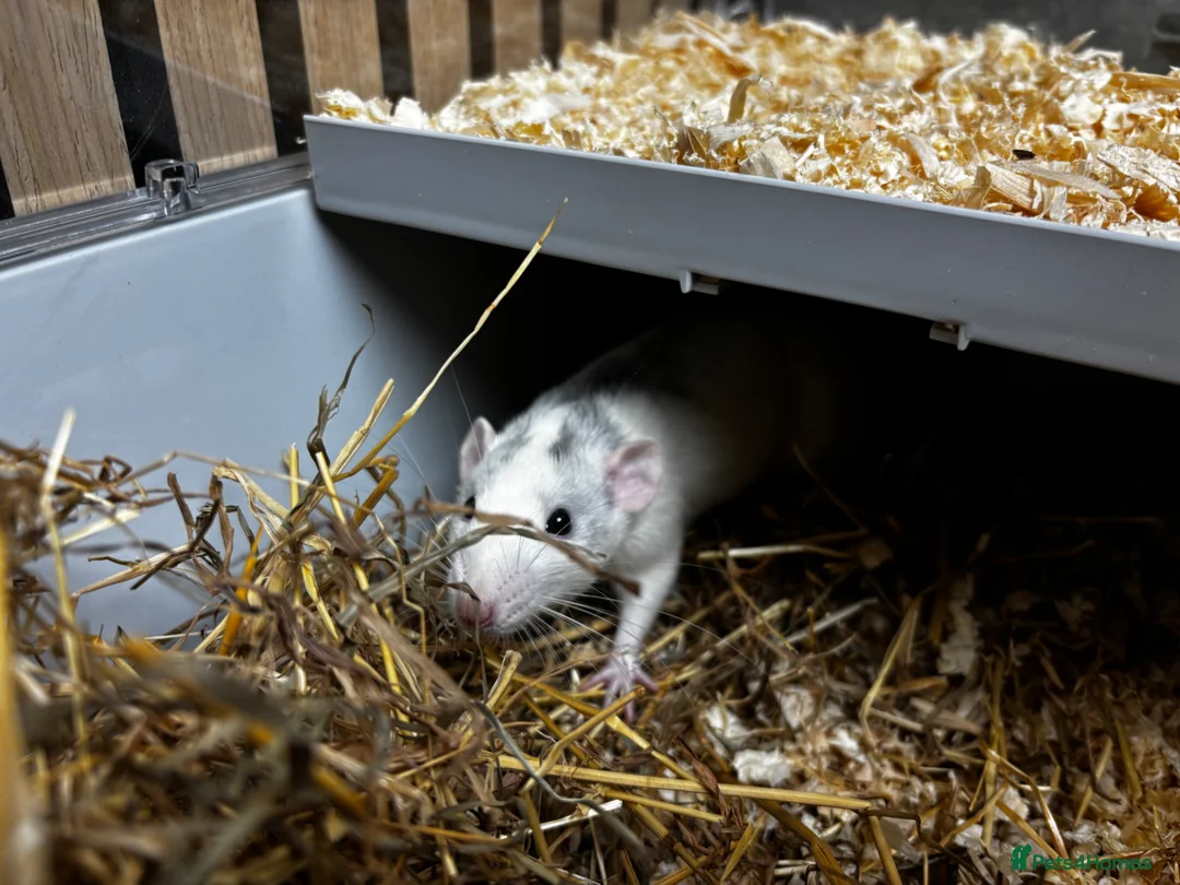 Rat rodents for sale: Male and female rats for sale(dumbo Siamese solid) - Advert 12