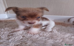 Mixed Breed dogs for sale: Shitzu x jack Russell  - Image 18