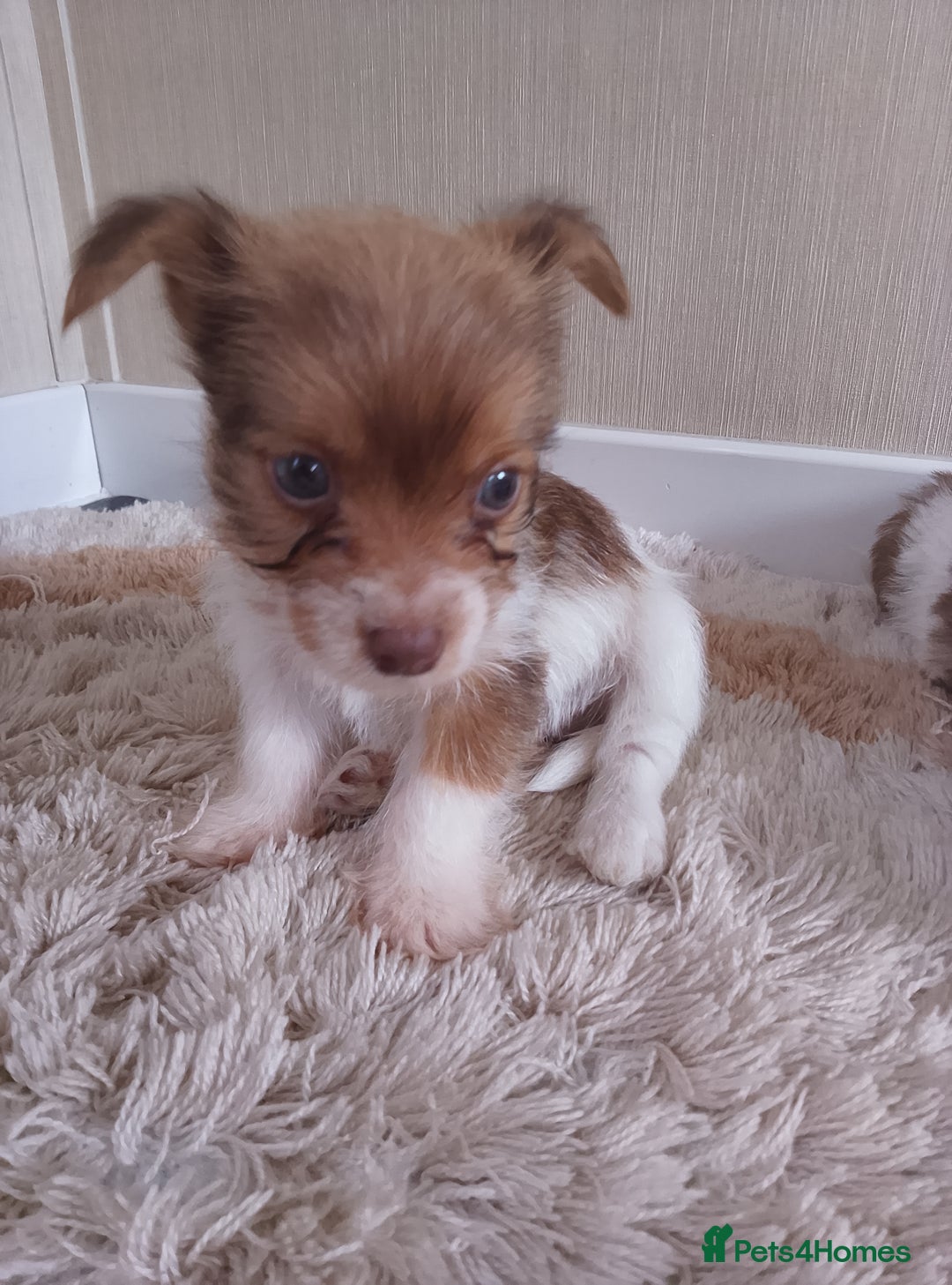 Mixed Breed dogs for sale: Shitzu x jack Russell  - Image 18