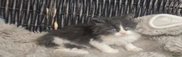 Maine Coon cats for sale: Adorable big Mainecoon babies  - Advert 21