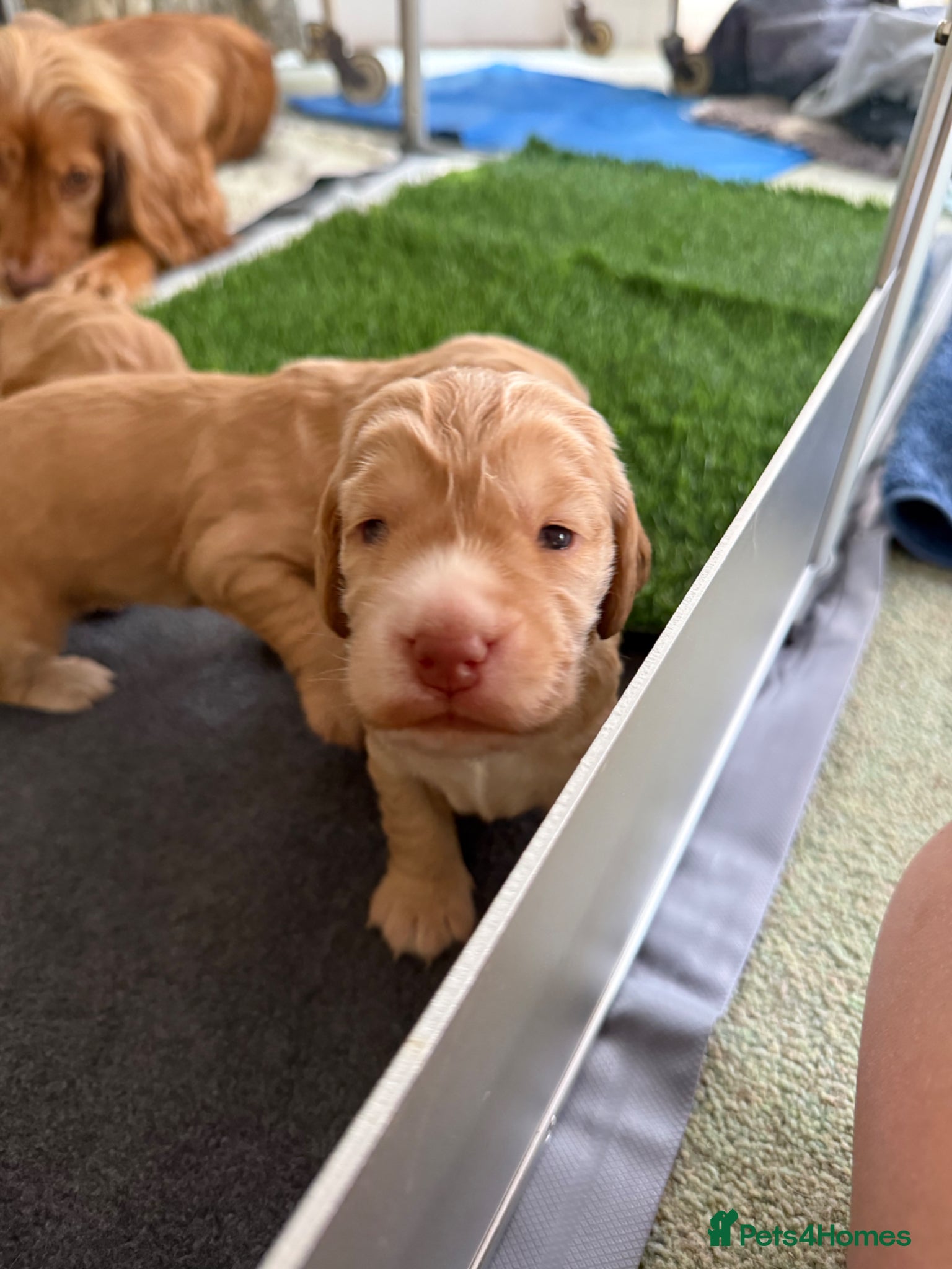 Cocker Spaniel dogs Beautiful Show Cocker Spaniel Pups  - Advert 2