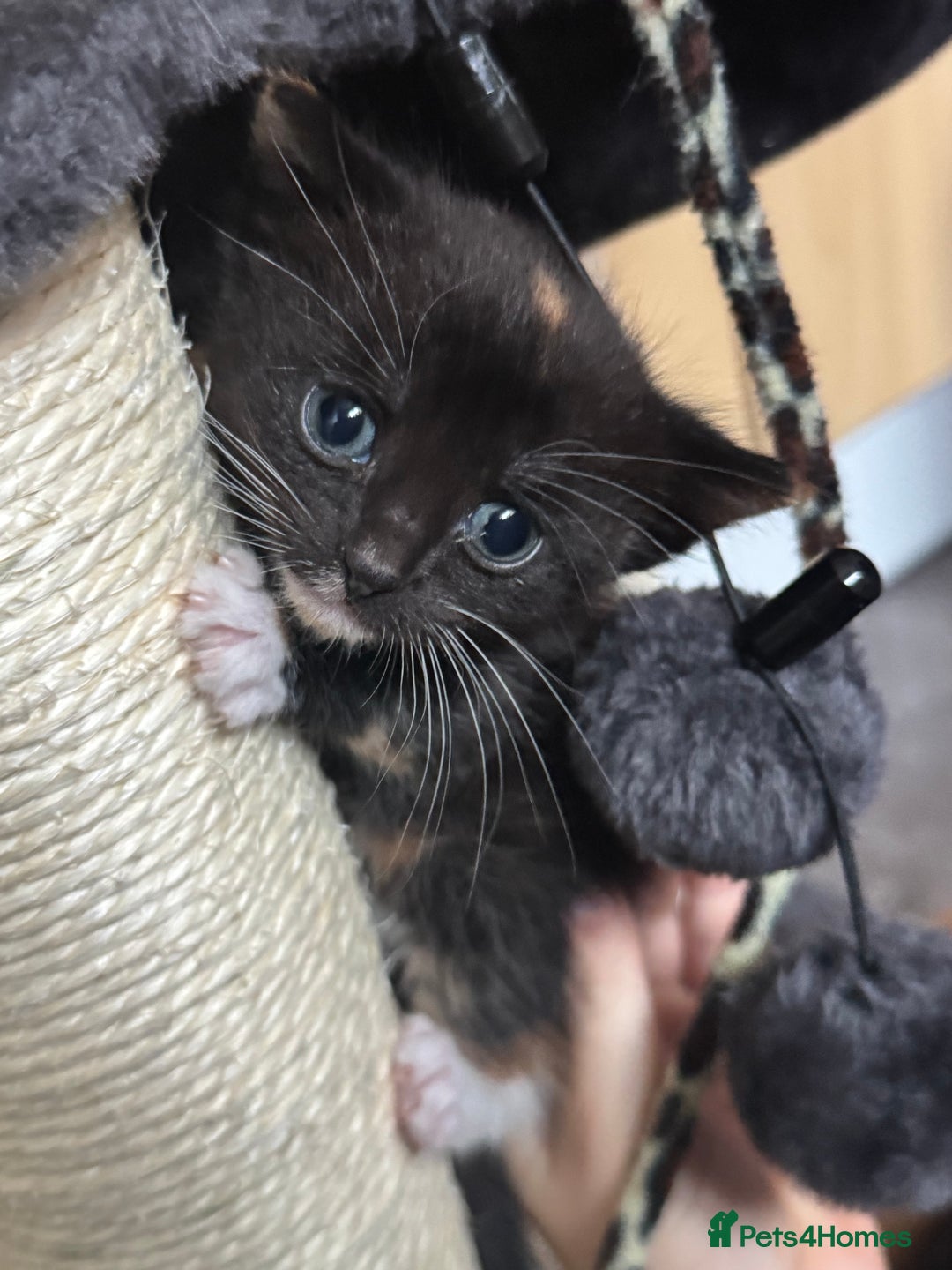 Mixed Breed cats for sale: Main coon mix kittens - Image 6