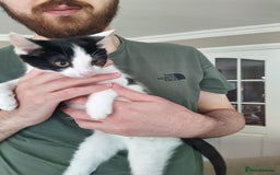 Domestic Shorthair cats for sale: Squeakies babies - Image 2