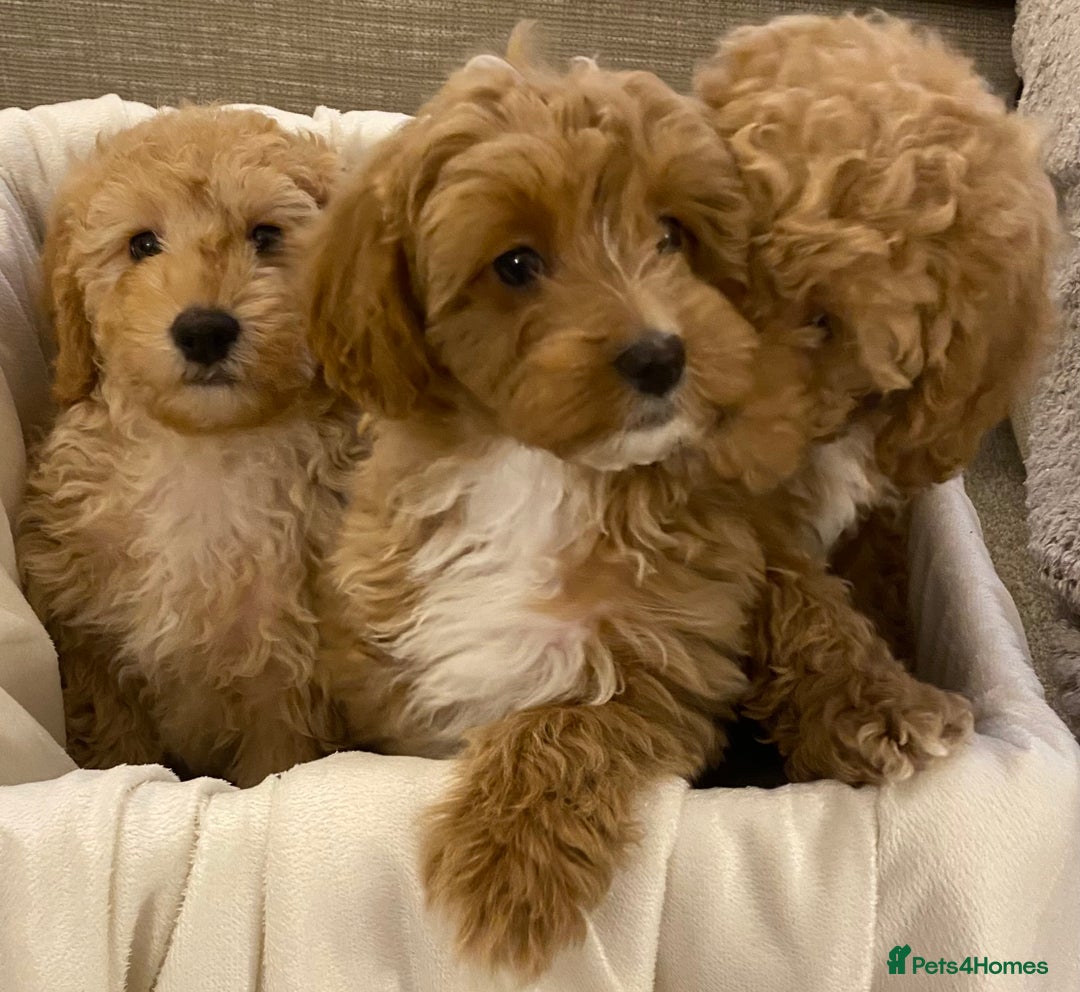 Cavapoo dogs for sale: RED & WHITE CAVAPOO PUPPIES TOP QUALITY BREEDER - Advert 34