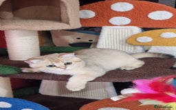 Scottish Fold cats for sale: Scottish straight boy ready to leave - Image 1