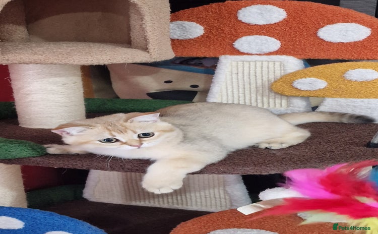 Scottish Fold cats - Advert 5