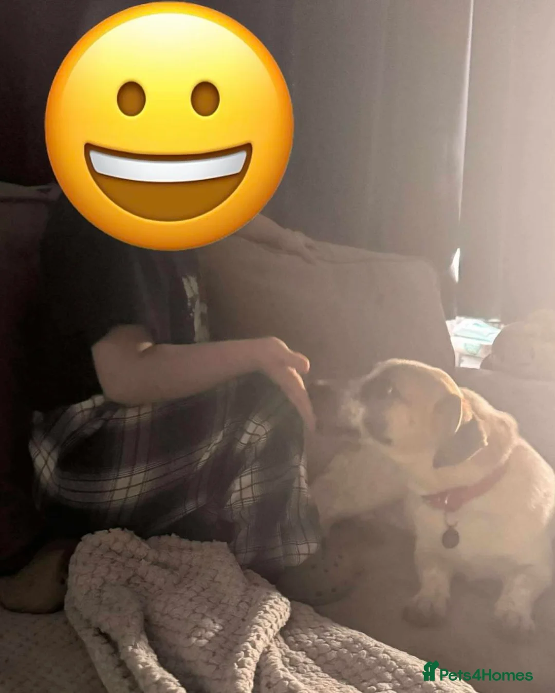 Mixed Breed dogs for adoption: Lively Laika - Advert 4