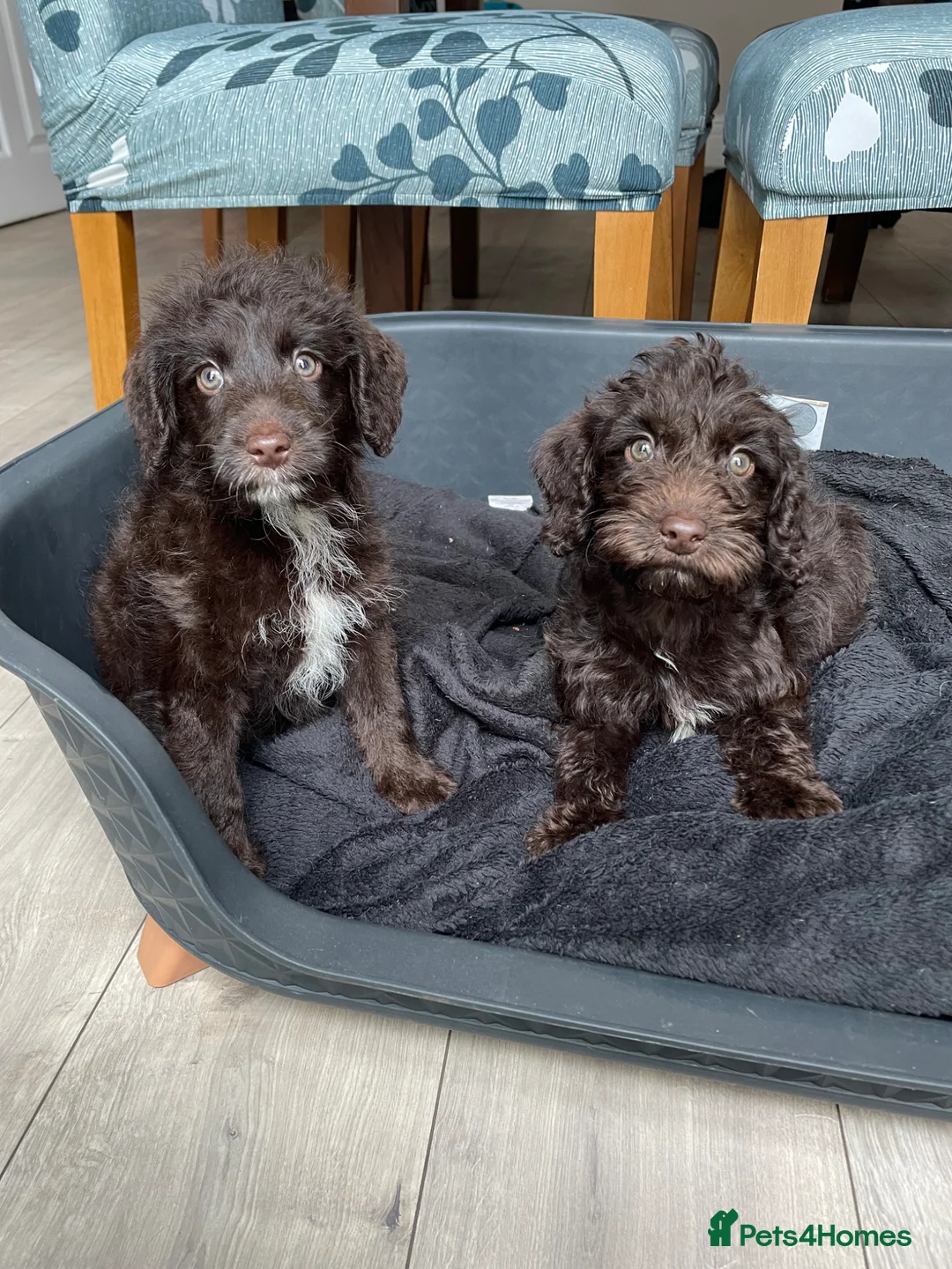 Labradoodle dogs for sale: Chocolate miniature labradoodle puppies - Advert 10