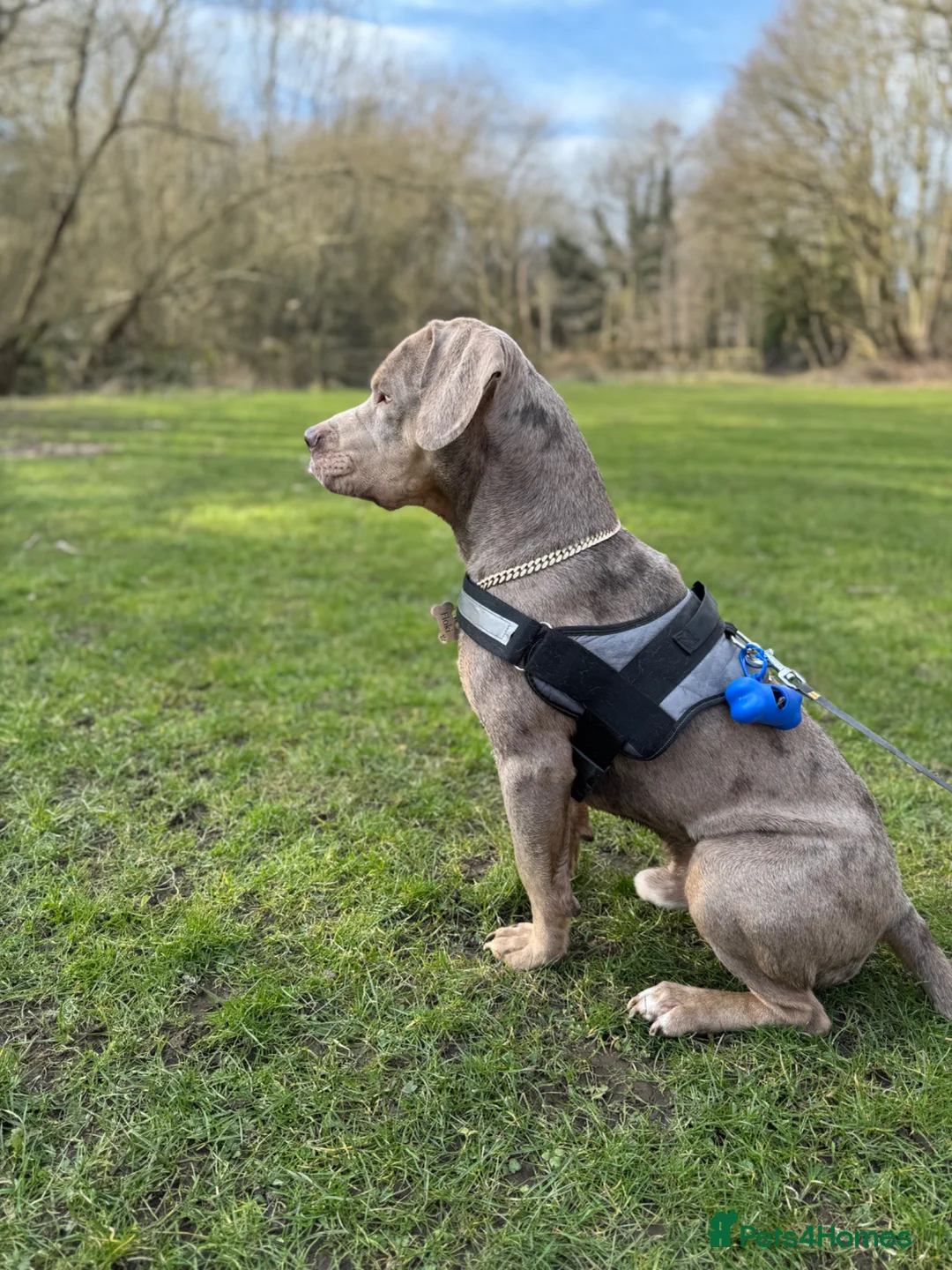 American Bulldog dogs for sale: Rehoming dog  - Advert 4