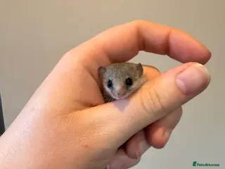 Mouse rodents 4x female African Pygmg dormice - Advert 3