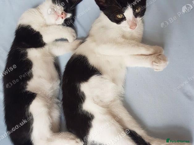 Mixed Breed cats Sweet 4-month-old brother and sister. - Advert 1