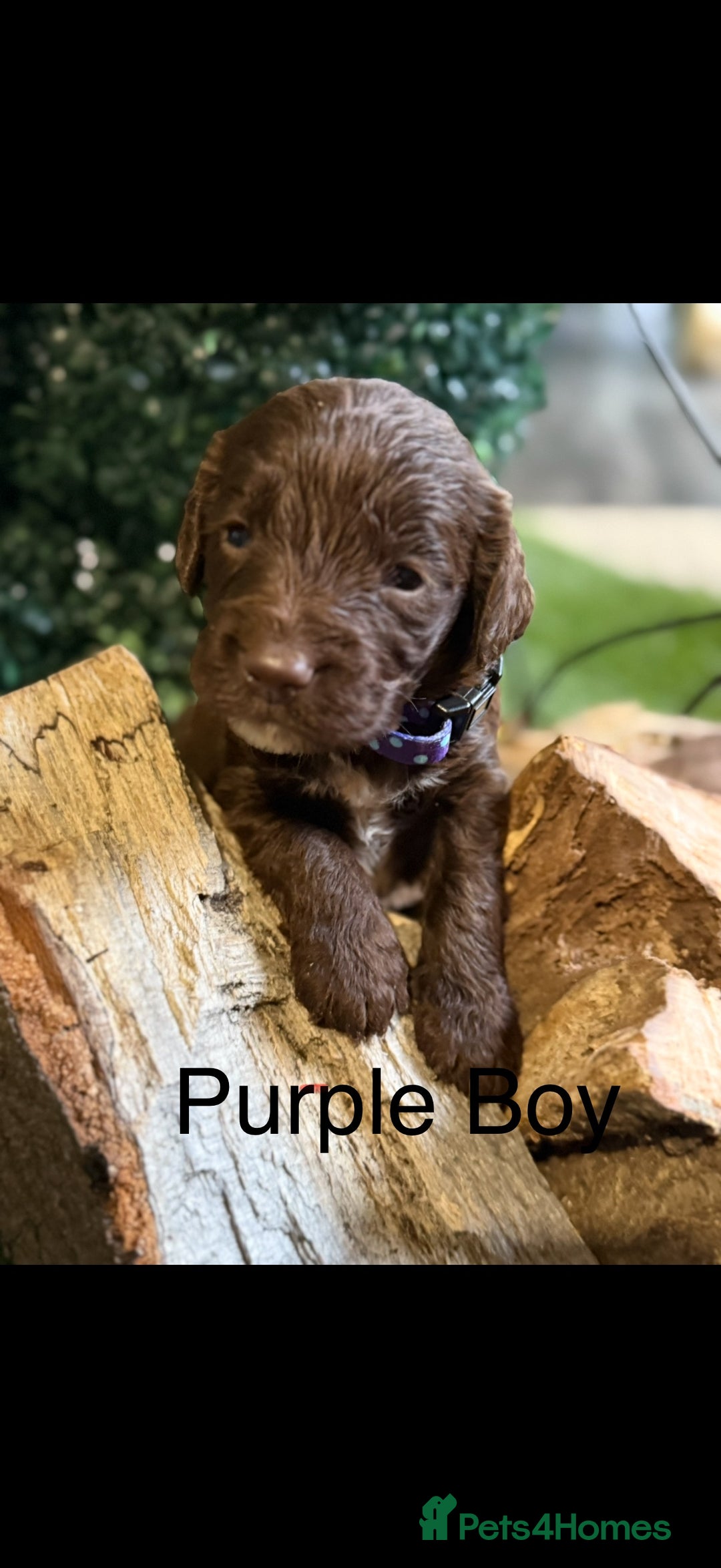 Cockapoo dogs for sale: F1 Cockapoo ( health tested parents) - Image 12