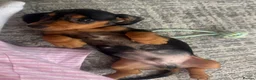 Miniature Dachshund dogs for sale: Silver dapple and tan miniature dachshund  in Port Talbot - Advert 7