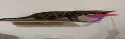 Bengal cats for sale: Beautiful Bengal Girl Kitten. Ready Now – TICA Reg - Advert 21