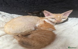 Devon Rex cats for sale: Adorable first generation permitted outcross - Image 27