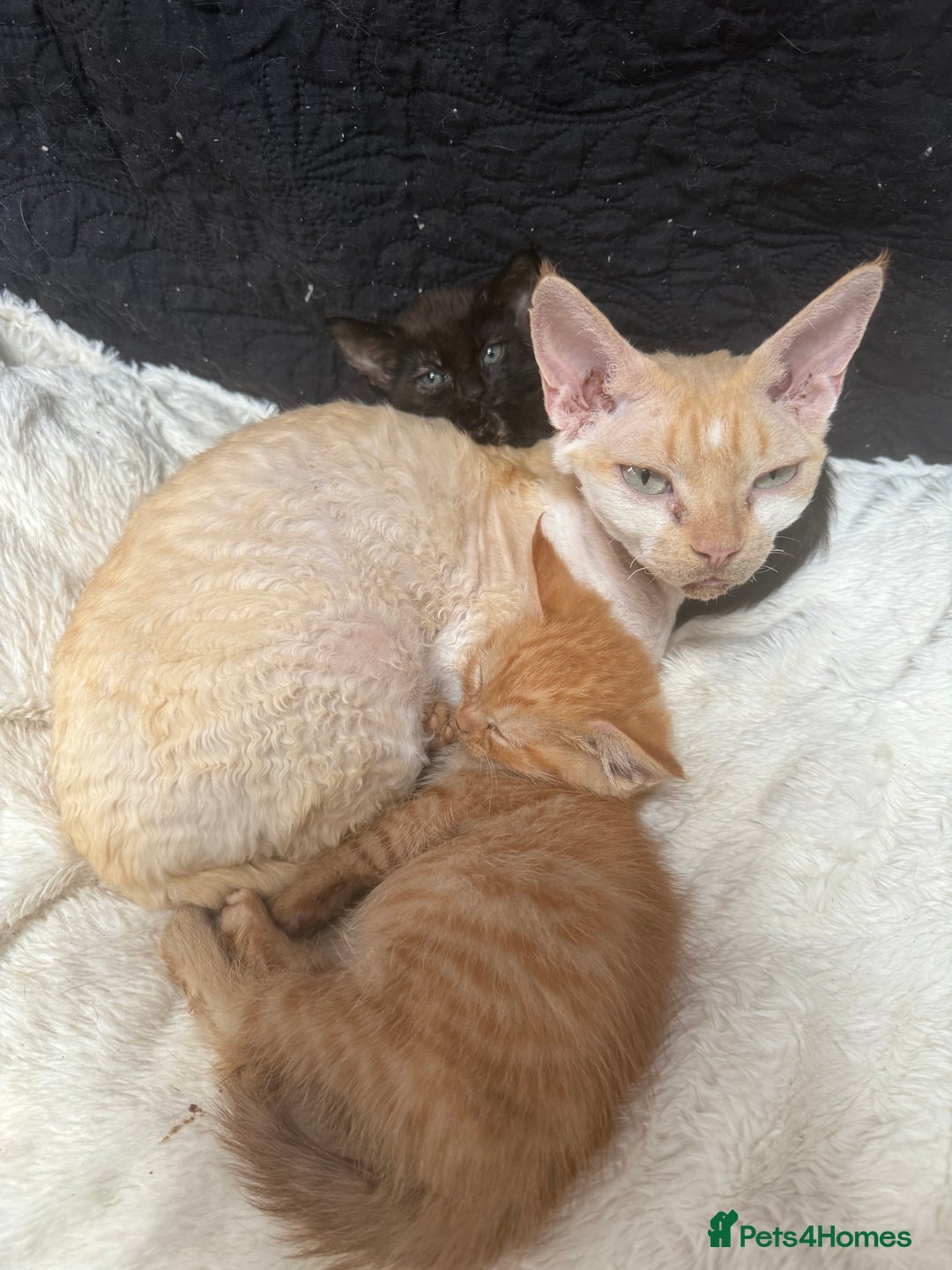 Devon Rex cats for sale: Adorable first generation permitted outcross - Image 27