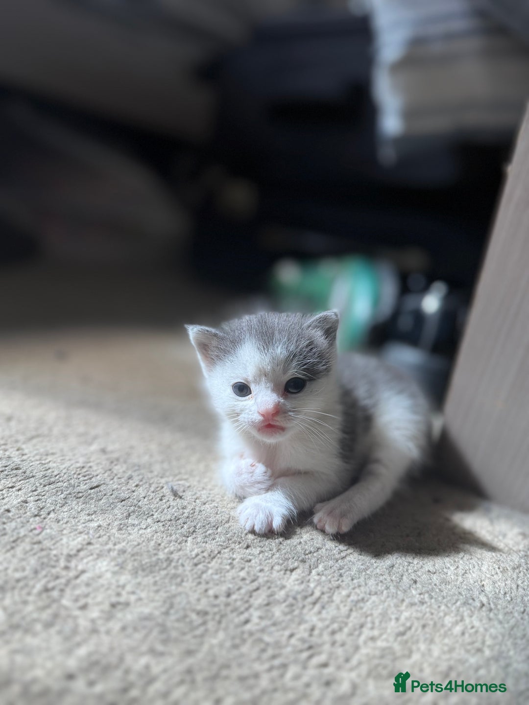 Mixed Breed cats for sale: Adorable kittens looking for their forever home  - Image 6