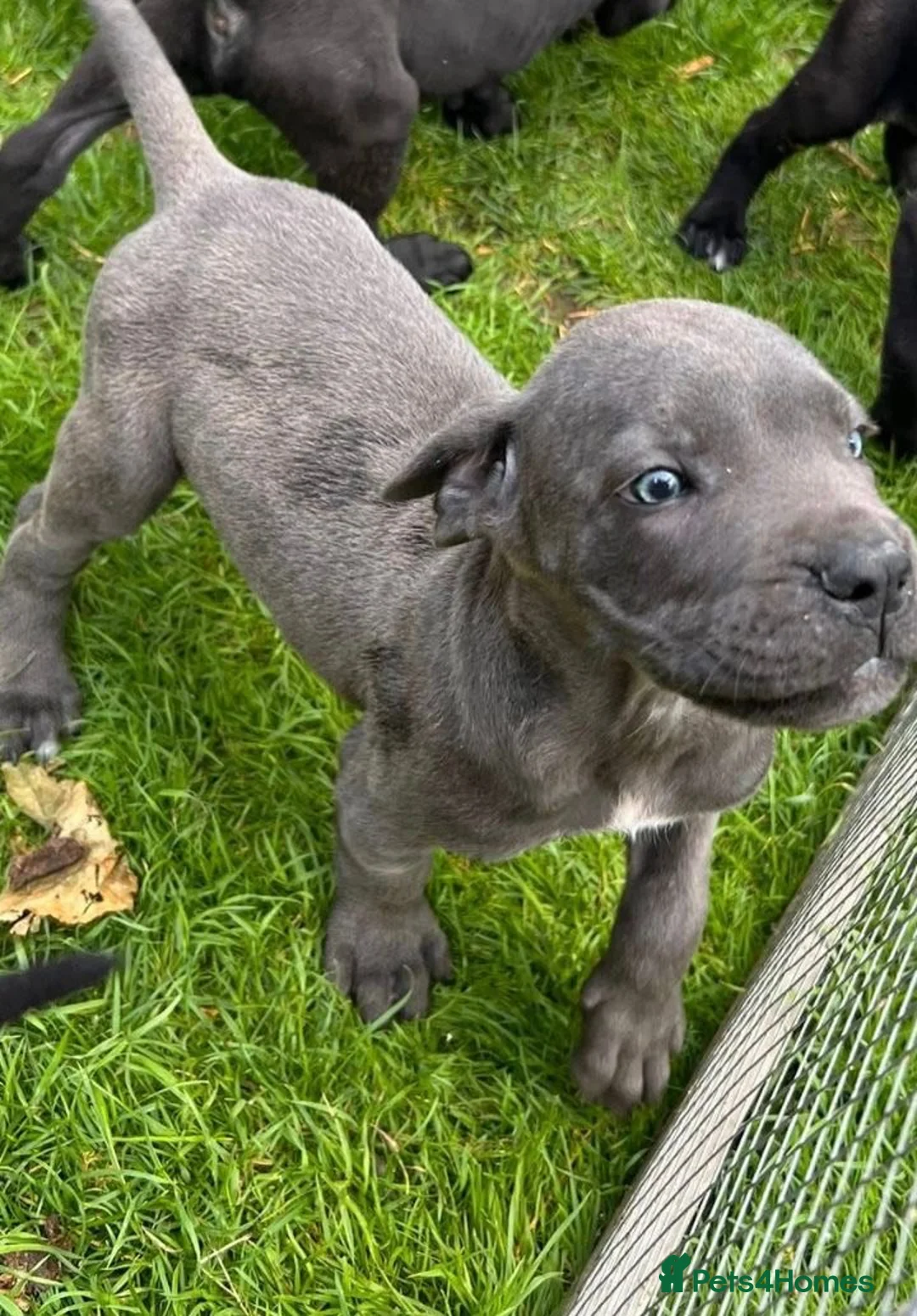Cane Corso dogs for sale: Cane corso femele puppy  - Advert 1