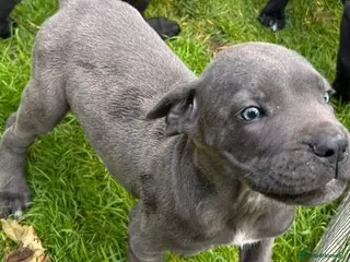 Cane Corso dogs Cane corso femele puppy - Advert 1