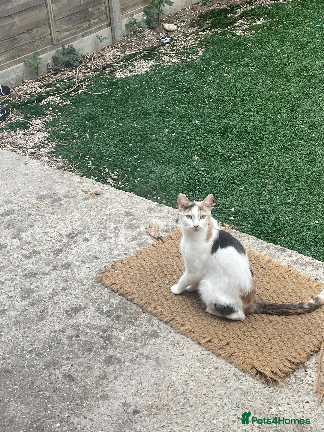 Mixed Breed cats for sale: 3y/o female calico looking for home in Croydon - Advert 3