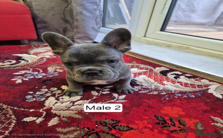 French Bulldog dogs - Advert 1