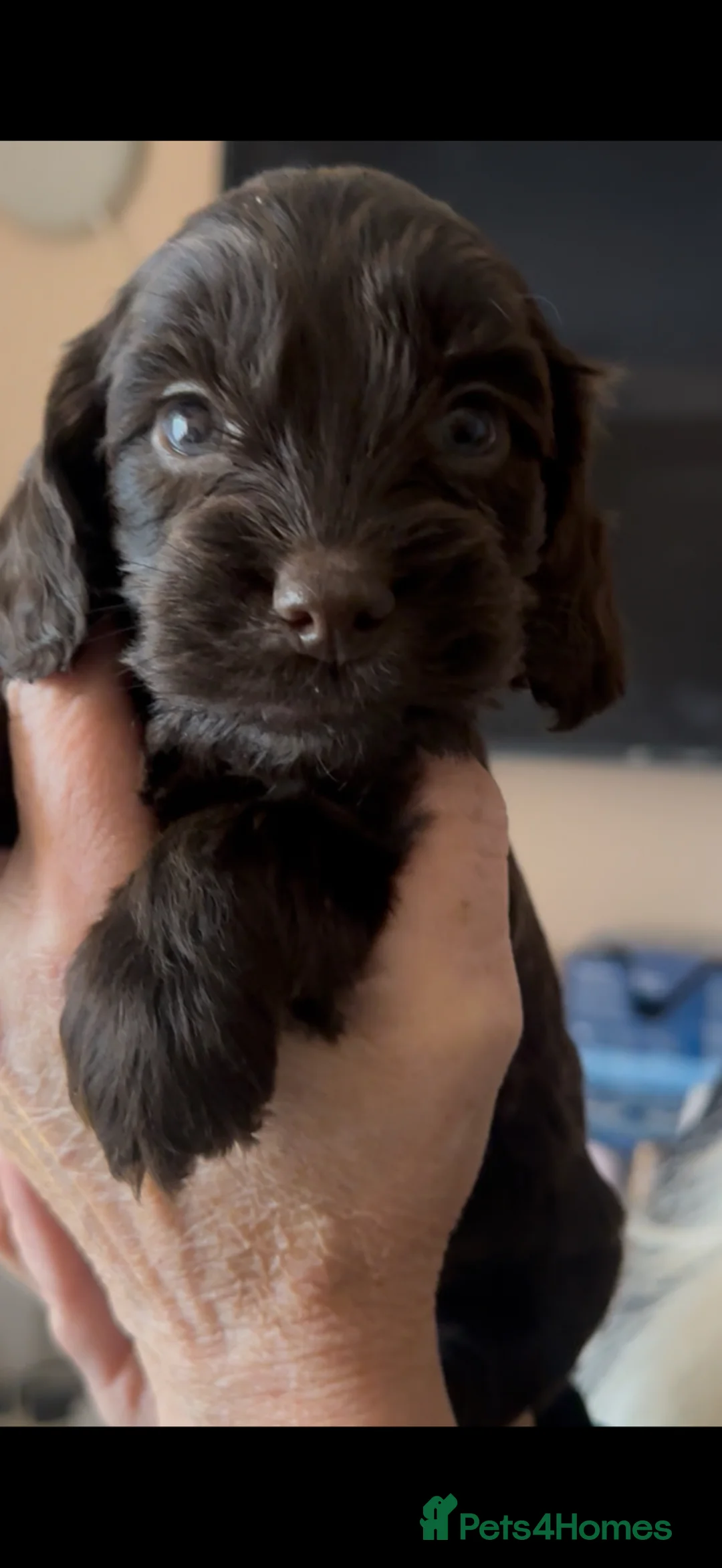 Mixed Breed dogs for sale: Gorgeous Sprocker Poo Pups ** litter ready06/06/26 - Advert 2