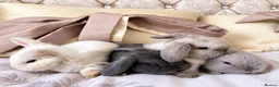 Mini Lop rabbits for sale: Cute Blue Mini Lop Babies  - Advert 1