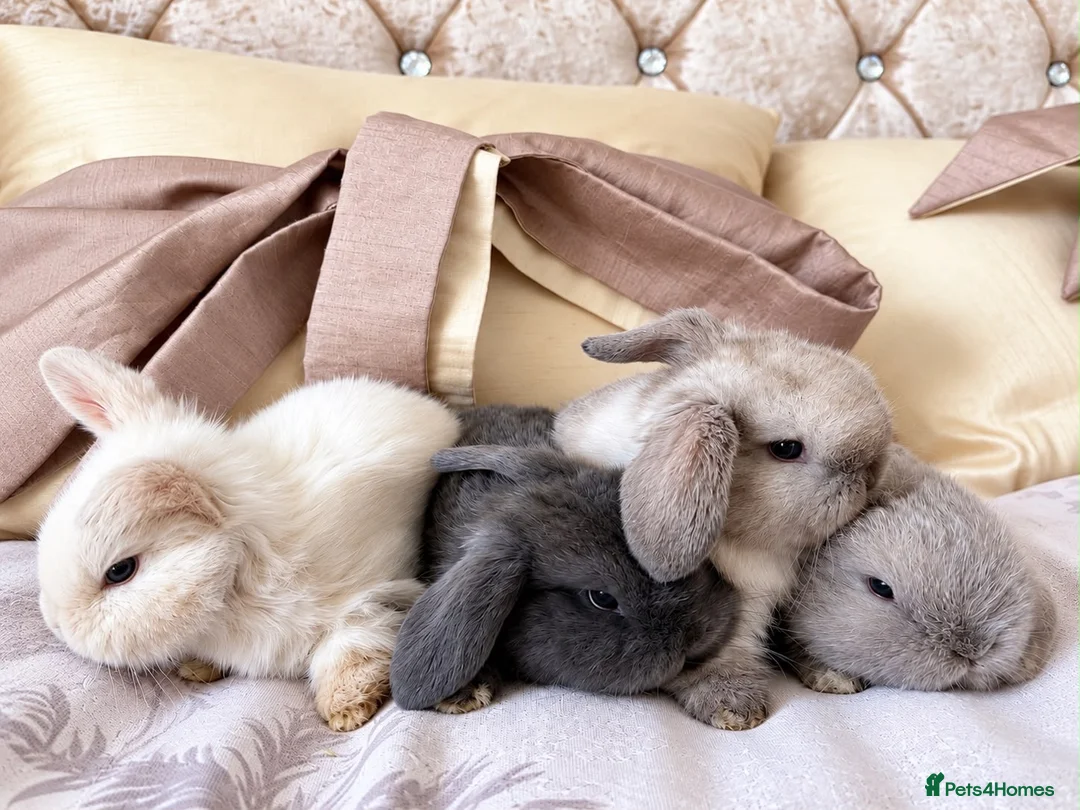 Mini Lop rabbits for sale: Cute Blue Mini Lop Babies  - Advert 1
