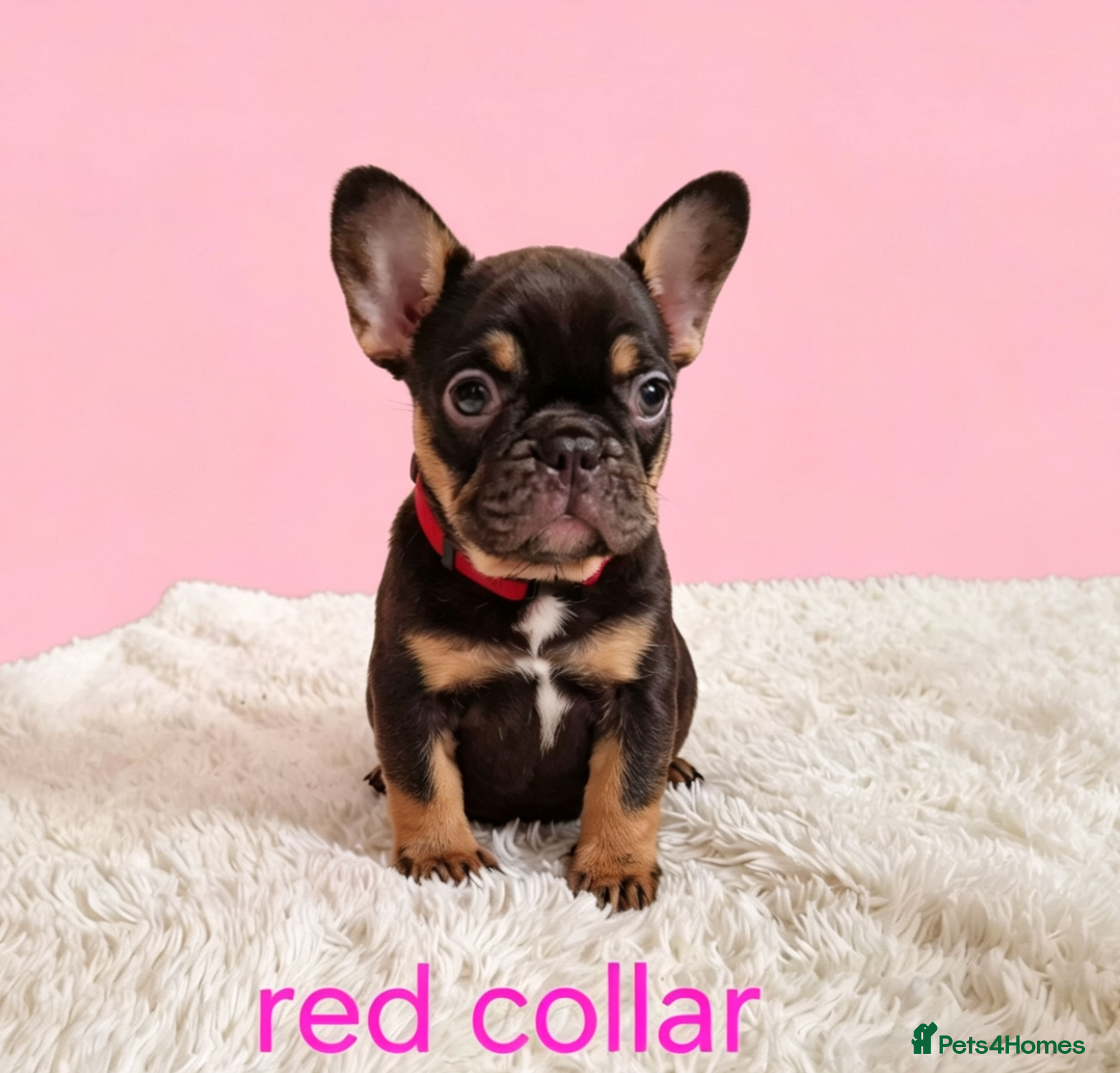 French Bulldog dogs ⭐️Coco&Nero⭐️   Ready Now! - Advert 1