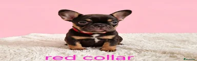 French Bulldog 5