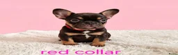French Bulldog dogs for sale: 🌟REDUCED🌟only one girl and one boy left - Advert 12