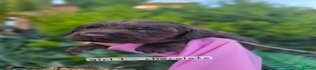 Cockerdor Puppy 1