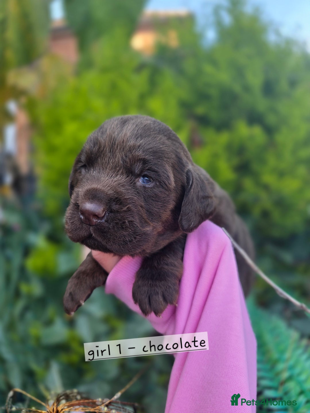 Cockerdor dogs for sale: F1 cockerdor puppies , cocker x labrador  - Image 36
