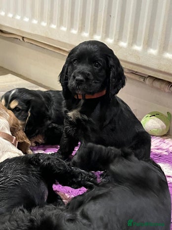 Cocker Spaniel dogs - Advert 1