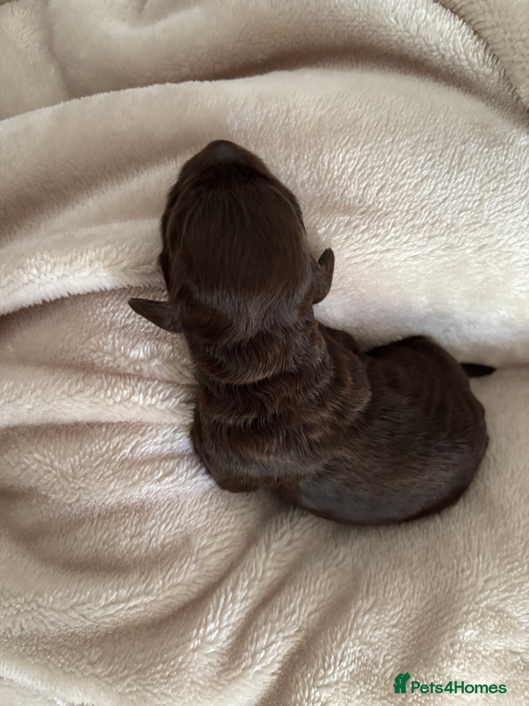 Cockapoo dogs for sale: Cockapoos puppies for sale *ready 19th feb* - Advert 18