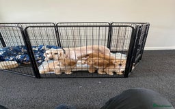 Cockapoo dogs for sale: STUNNING F1 COCKAPOO PUPPIES  - Image 6