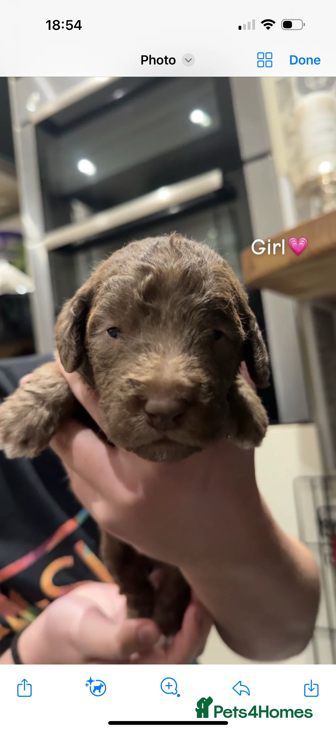 Bedlington Terrier dogs for sale: KC Registered Bedlington Terrier Pups  - Advert 7