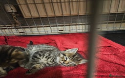 Mixed Breed cats for sale: Four beautiful kittens Ready to go - Image 9