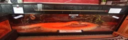 Python Snake reptiles for sale: 2x Albino Burmese Phyton, one male one female  - Advert 3