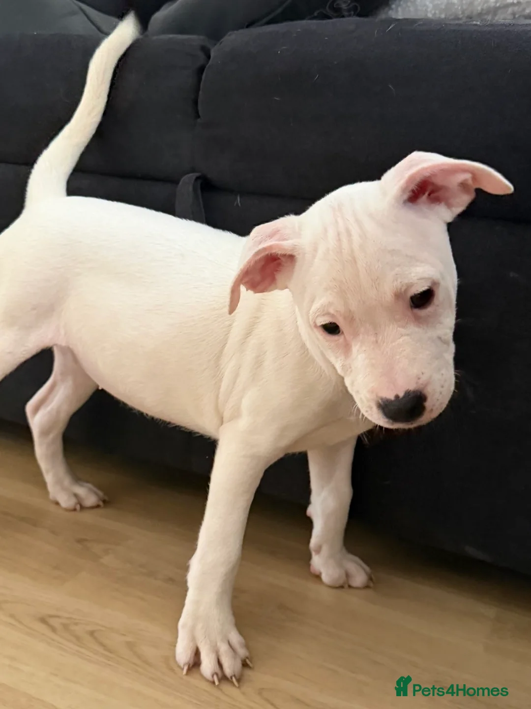 Staffordshire Bull Terrier dogs for sale: Staffy puppy  - Advert 5