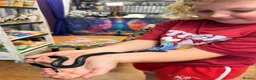 King Snake reptiles for sale: Mexican king snake  in Hartlepool - Advert 10