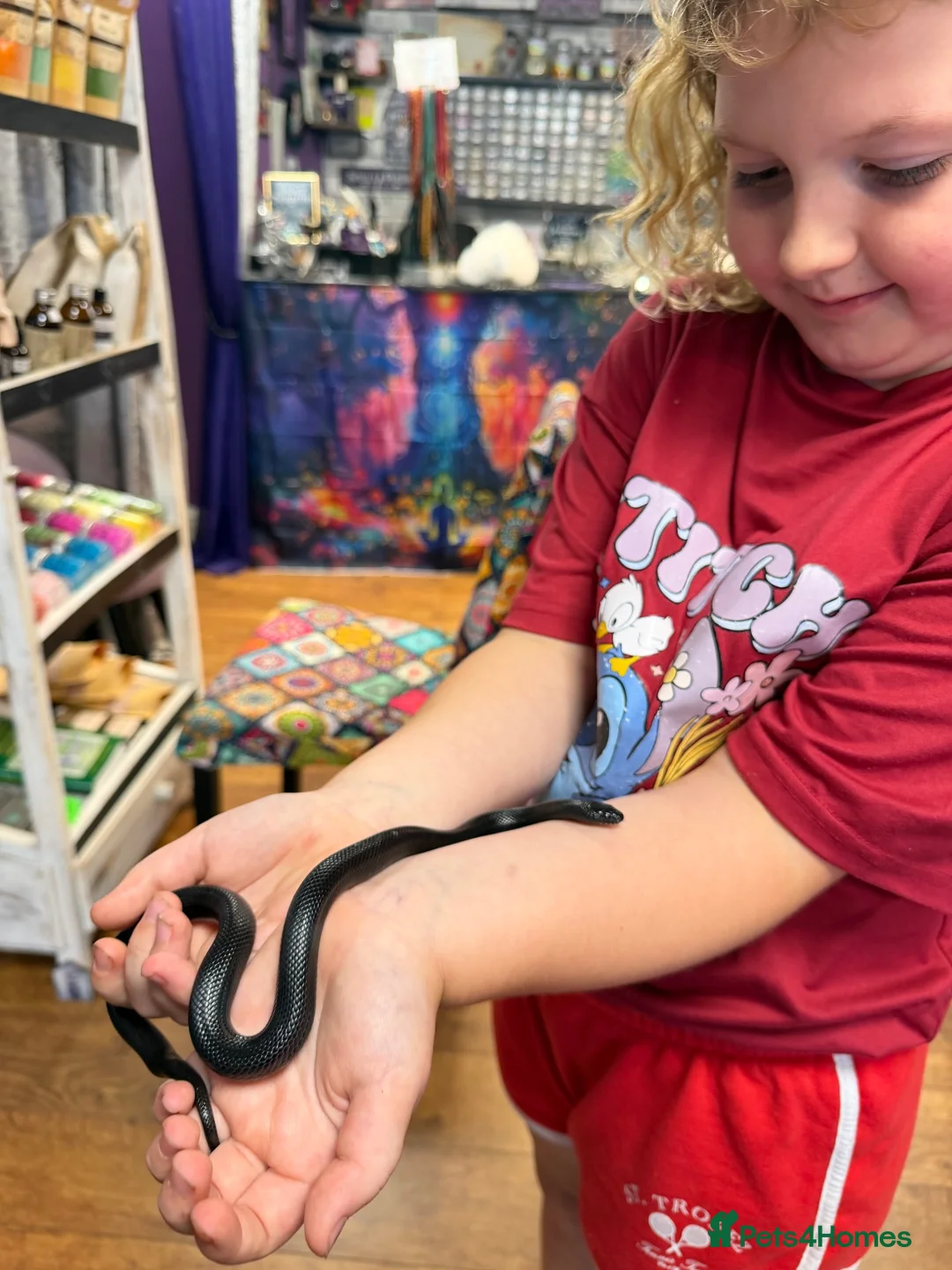 King Snake reptiles for sale: Mexican king snake  in Hartlepool - Advert 10