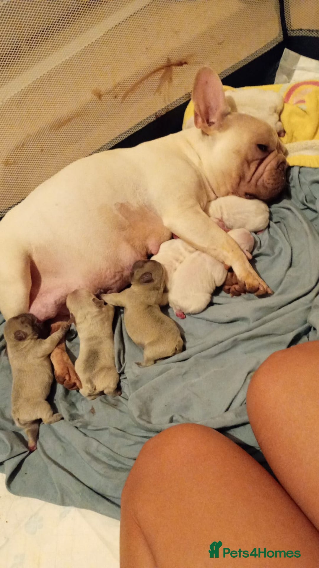 French Bulldog dogs for sale: Platinum cream velvet french bulldogpup 4 week old - Image 20